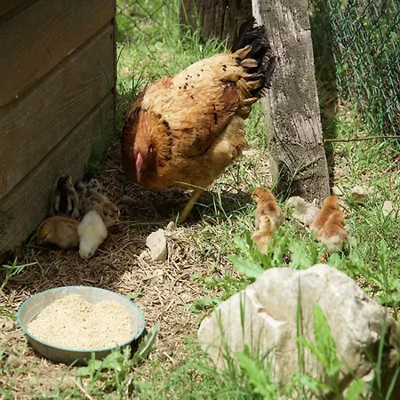 On Farm Amidst The Umbrian Hills Todi